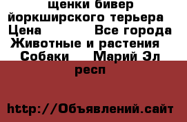 щенки бивер йоркширского терьера › Цена ­ 8 000 - Все города Животные и растения » Собаки   . Марий Эл респ.